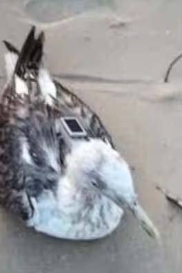 ஜி.பி.எஸ். கருவியுடன் கர்நாடக  கடற்கரையில் பிடிபட்ட பறவை